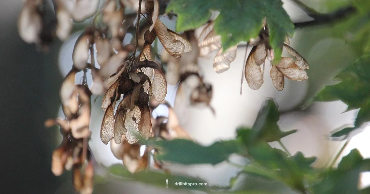 Maple Tap Depth Guide Maple Tap Depth Guide - Drill Bits Pro