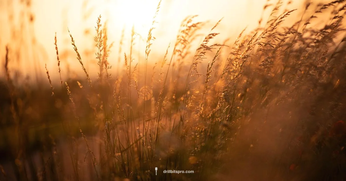 Seed Drills for Sale - Drill Bits Pro