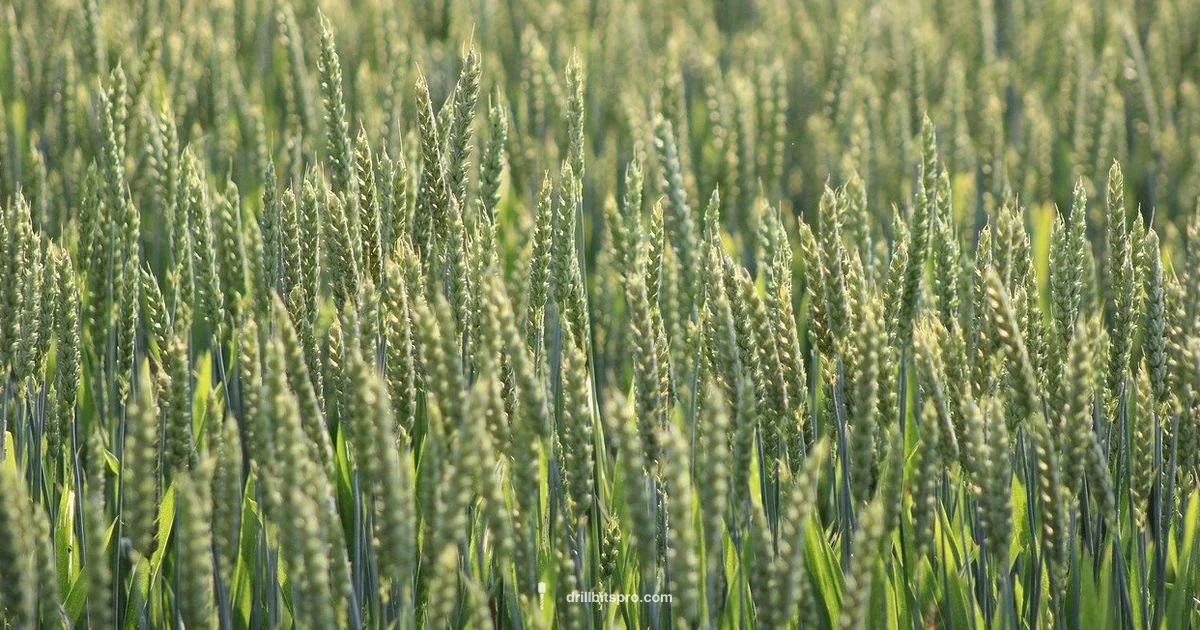 Grain Drill Buying - Drill Bits Pro