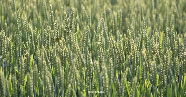 Grain Drill Buying - Drill Bits Pro