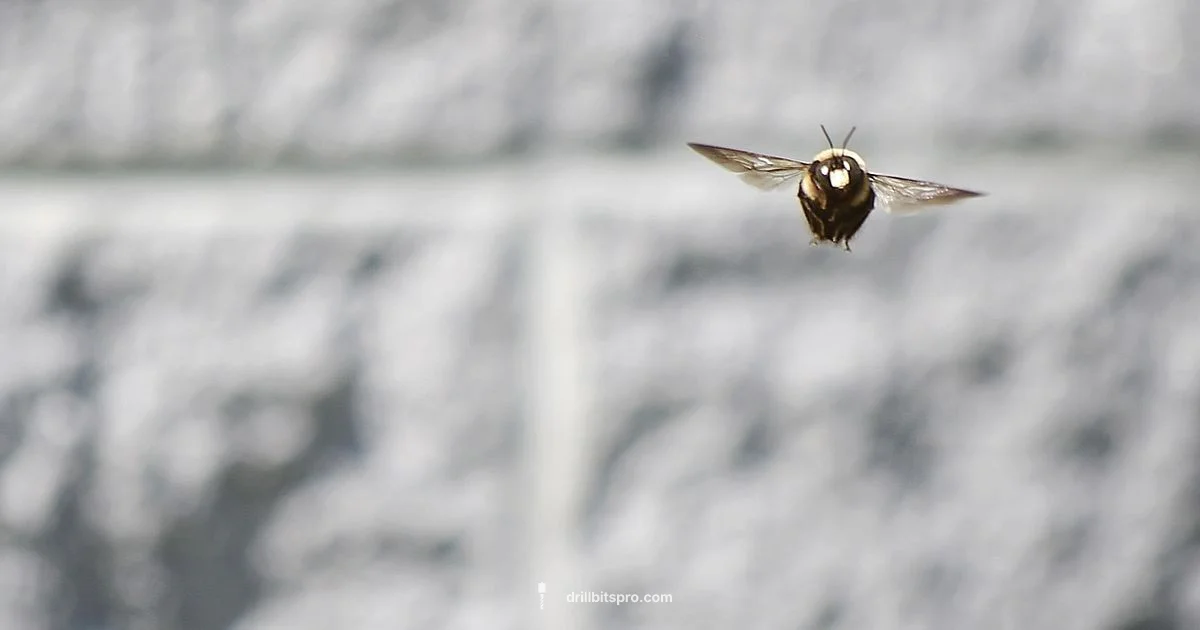 Driller Bee Removal - Drill Bits Pro