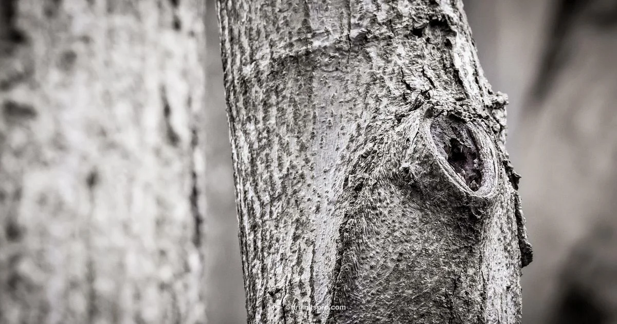 Tree Drill Health - Drill Bits Pro