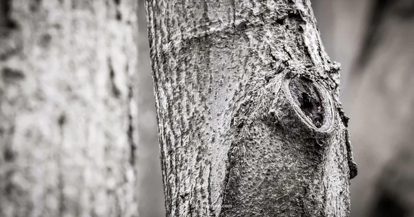 Tree Drill Health - Drill Bits Pro